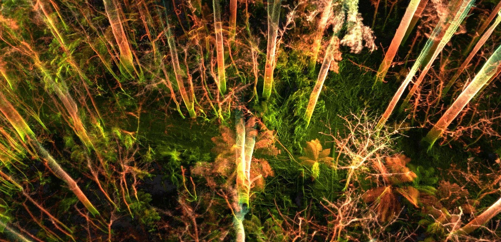 10-minute forestry scans with the Elios 3 drone